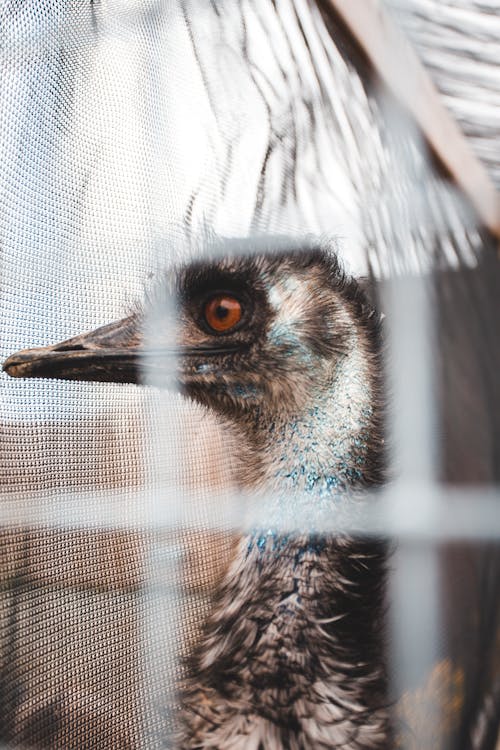 Close-up Shot of an Emu's Head