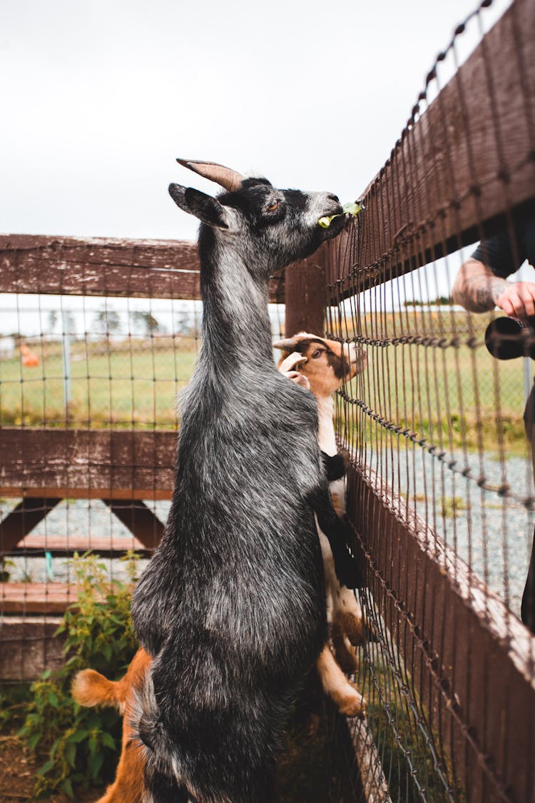 Side View Of A Goat In A Pen