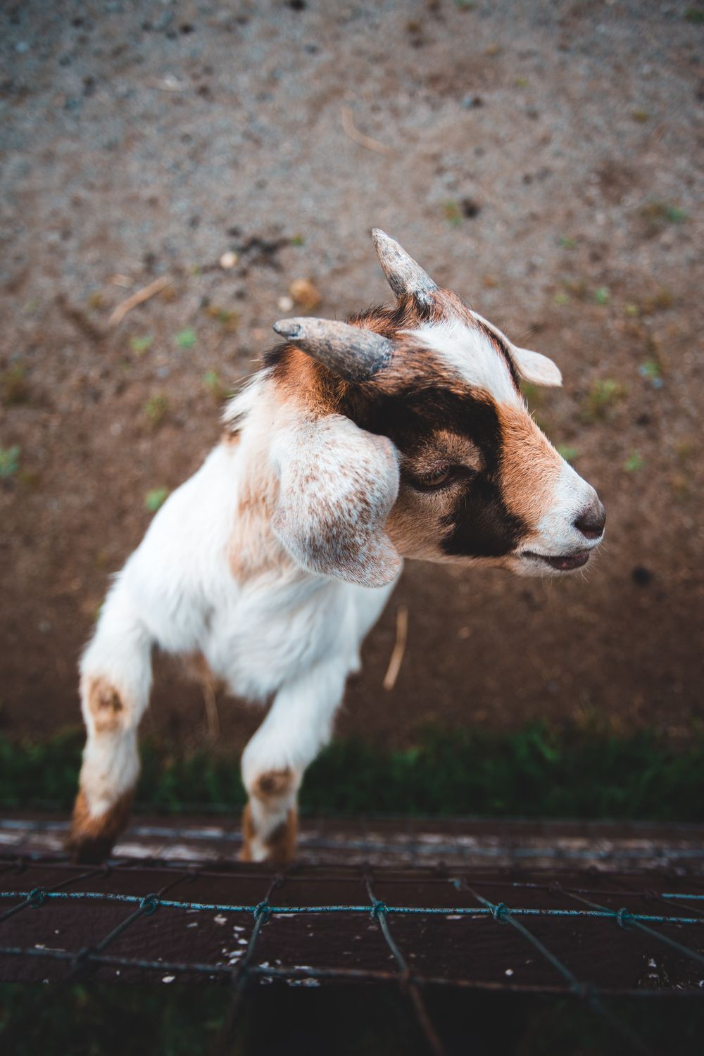 Young goat standing outdoors