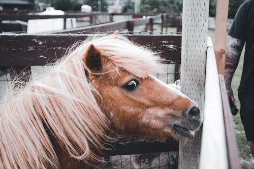 Close-up of a Horse