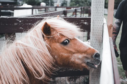 Gratis lagerfoto af 4k-baggrund, caballus, chordata