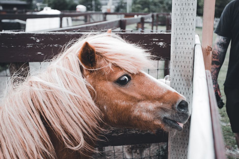 Secure the Right Pet Insurance for Horses UK 2026