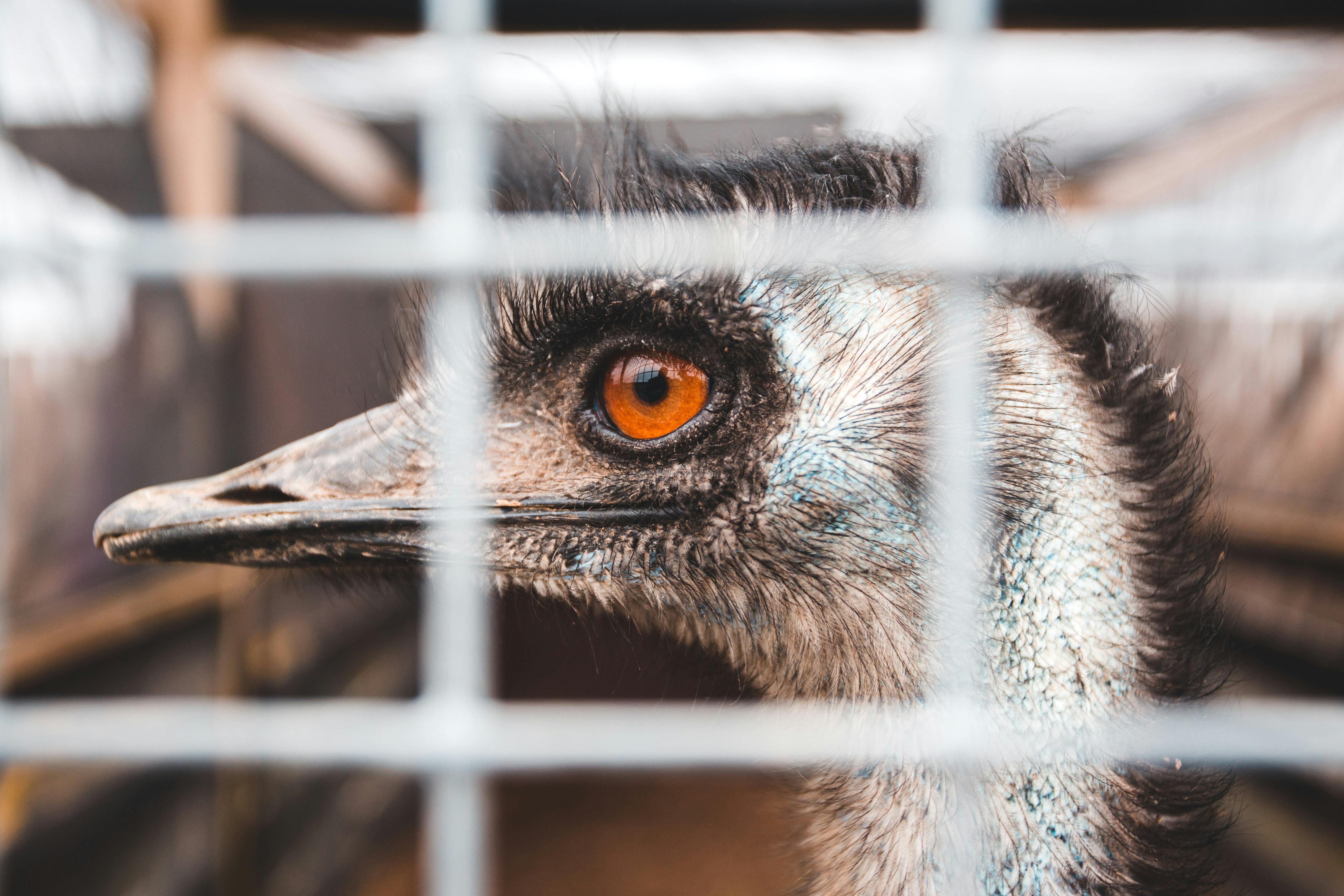 Brown Bird Inside the Cage · Free Stock Photo