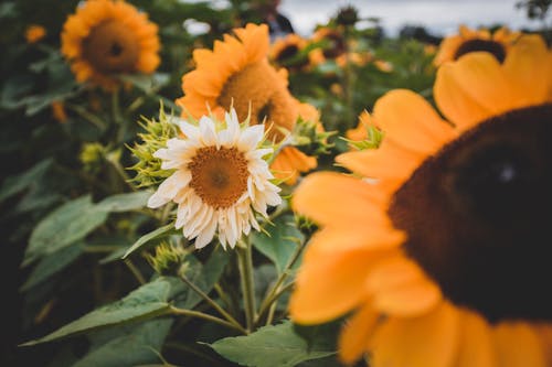 ayçiçekleri, çiçek fotoğrafçılığı, çiçeklenmek içeren Ücretsiz stok fotoğraf