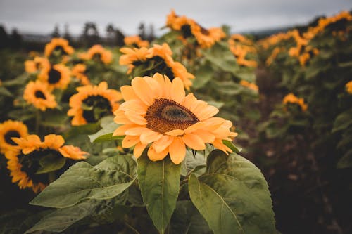 Photograph of a Yellow Sunflower in Bloom