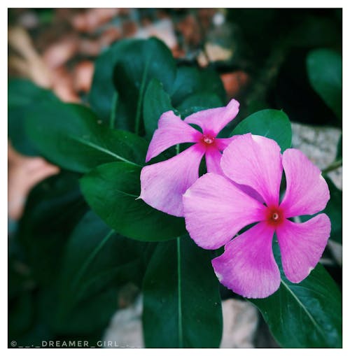 Free stock photo of pink love flower #addict
