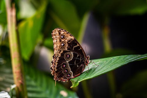 Owl Butterfly Perched on Green Leaf