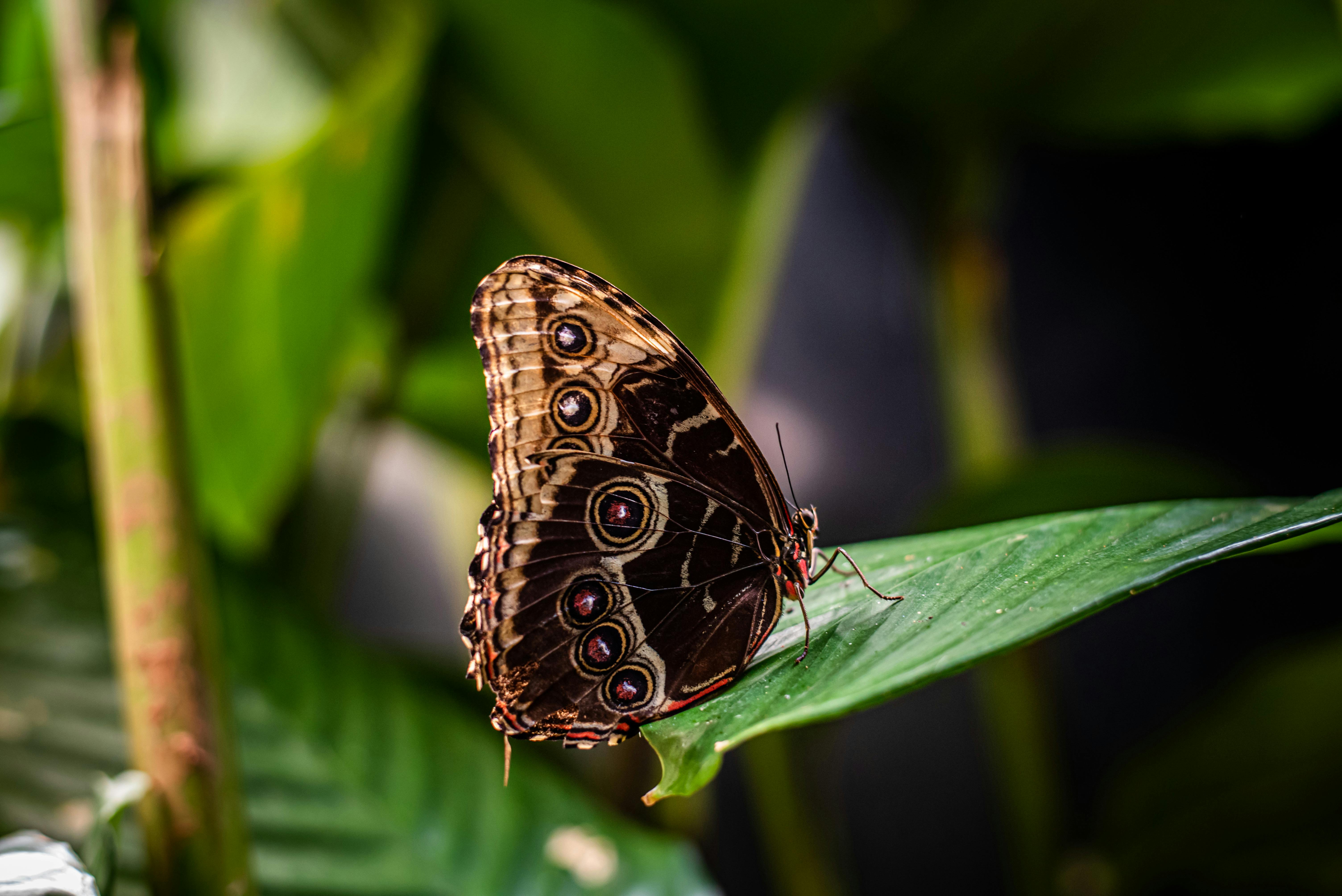 Owl Butterfly Photos, Download The BEST Free Owl Butterfly Stock Photos ...