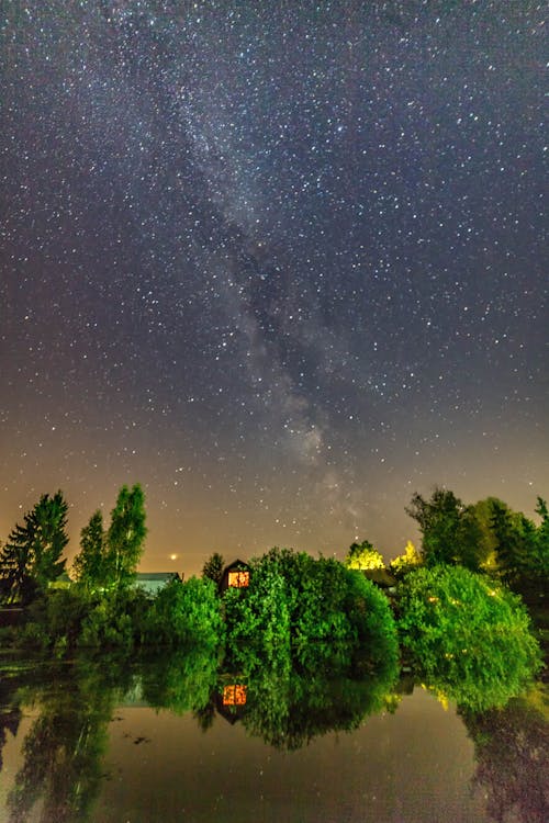 夜の水域の横にある緑の植物