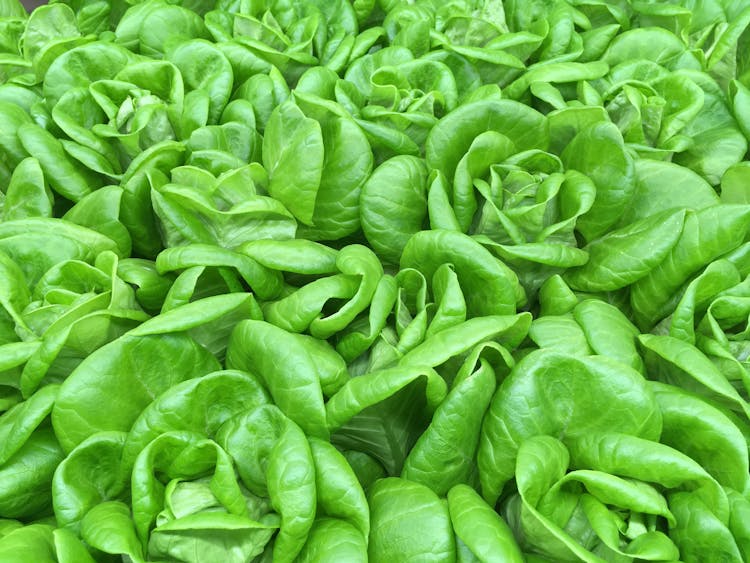 Fresh Lettuce Leaves