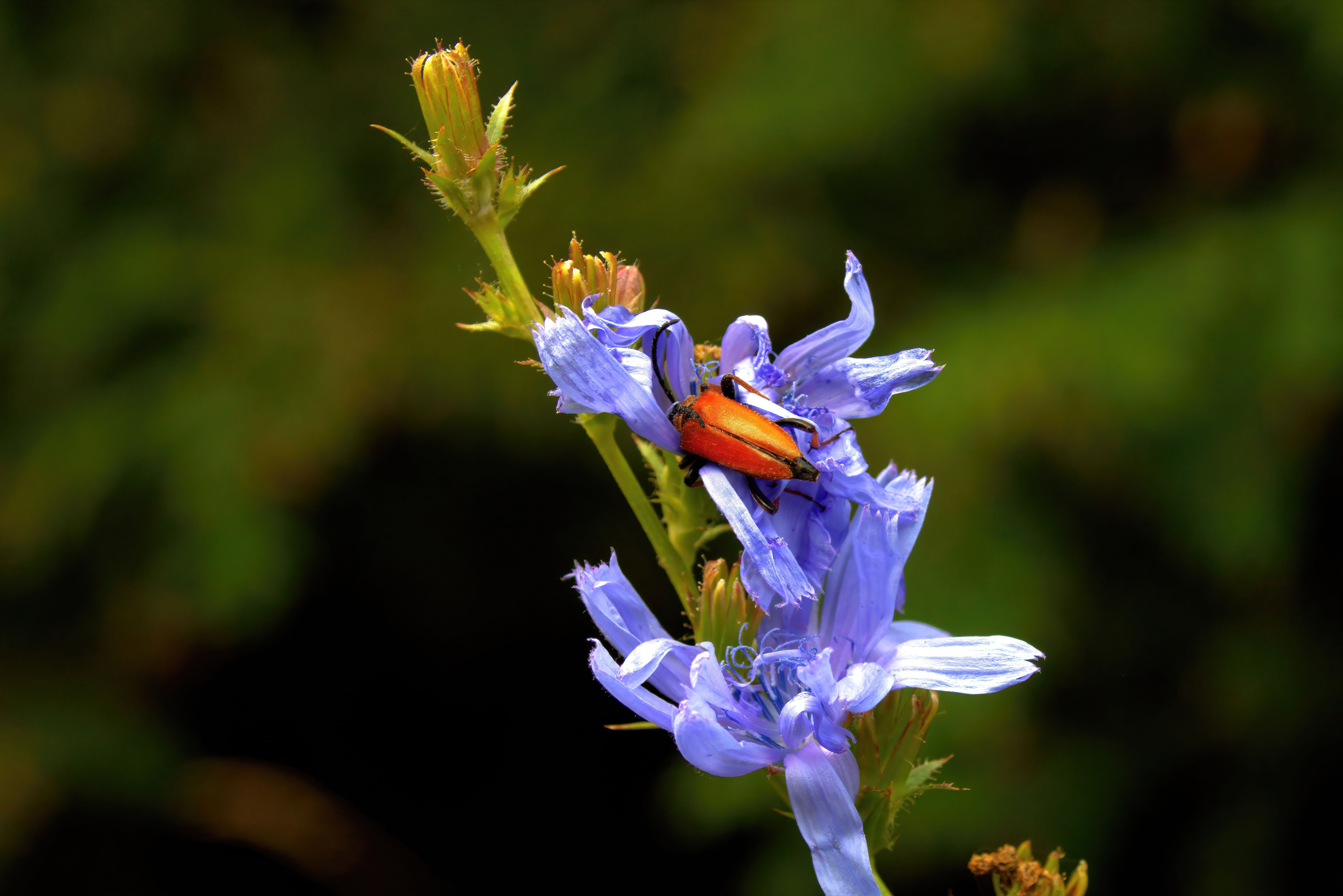 Insect Perches on Flowers · Free Stock Photo