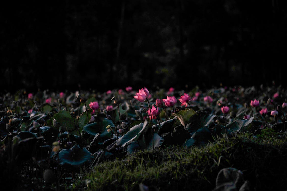 Kostenloses Stock Foto zu blumen, lotus, natur