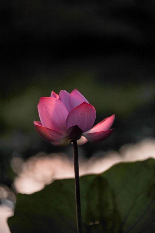 Pink Lotus Flower in Close-up Photography