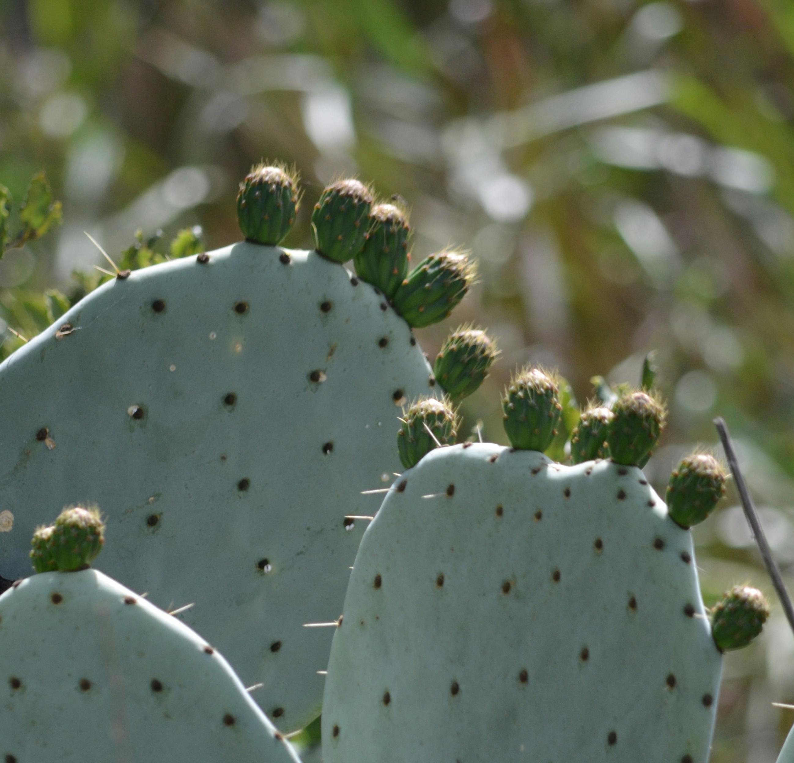 Free stock photo of cacti, cactus, desert plants