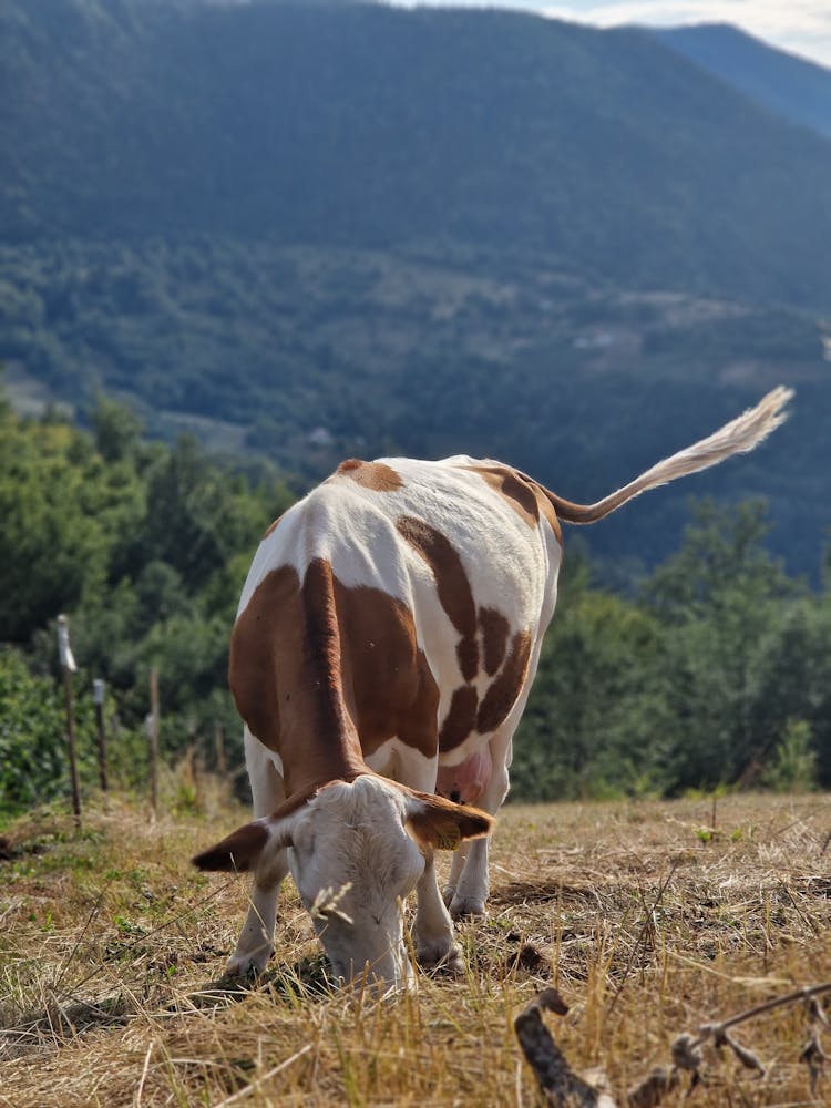 A Cow Eating Grass