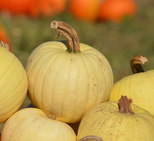 Free stock photo of fall color, harvest, harvest time