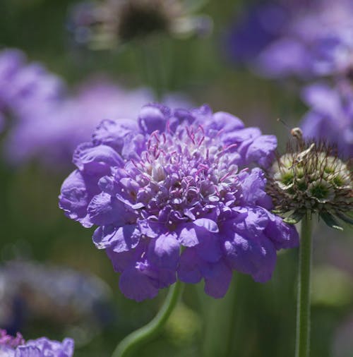 Free stock photo of colorful flowers, delicate, detail