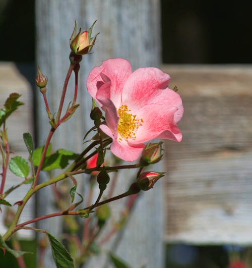 Free stock photo of bloom, blooming flowers, botanical garden