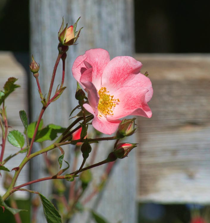 Free stock photo of bloom, blooming flowers, botanical garden