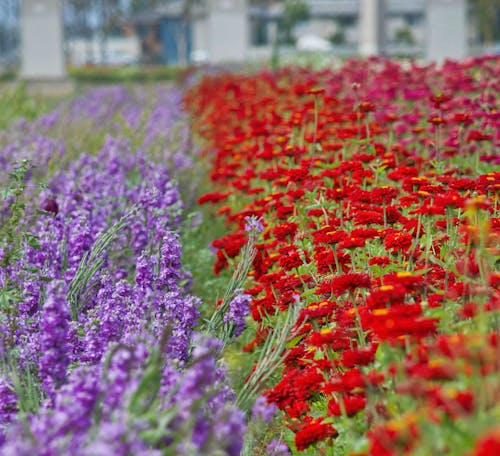 Free stock photo of colorful flowers, delicate, detail