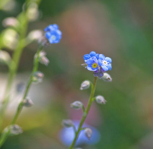 Free stock photo of blue, colorful flowers, delicate