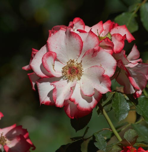 Free stock photo of bloom, blooming flowers, botanical garden