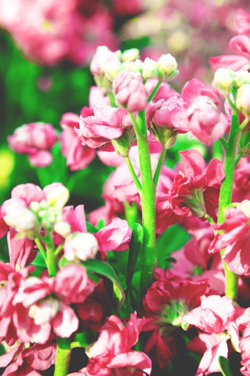 Free pink flower blooming Stock Photo