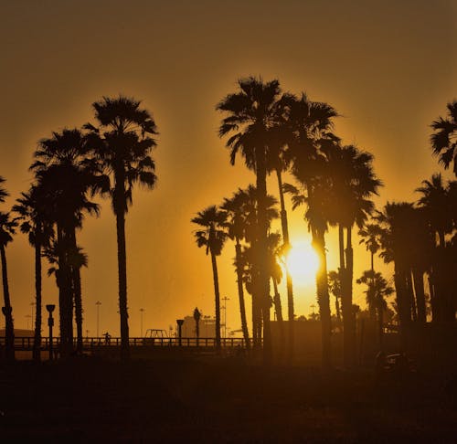 Безкоштовне стокове фото на тему «берег, берегова лінія, дерево пальми захід сонця»