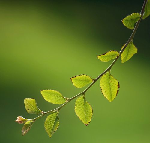 Free stock photo of detail, forest, green Stock Photo
