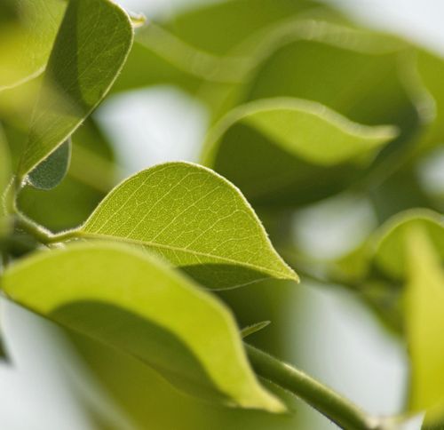 Free stock photo of detail, forest, green Stock Photo