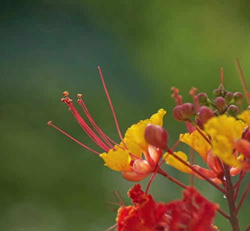 Free stock photo of colorful flowers, delicate, desert flowers