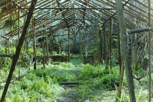 Green Plants Inside Old Abandoned Greenhouse