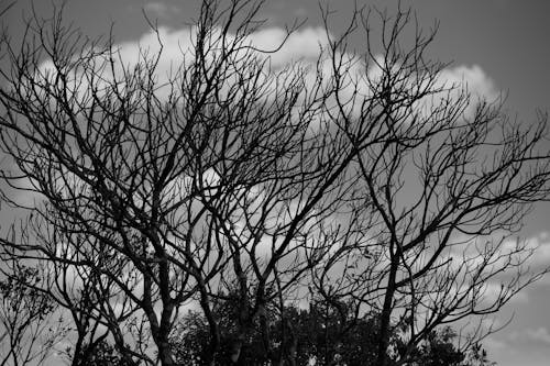 Безкоштовне стокове фото на тему «відтінки сірого, голі дерева, монохромний»