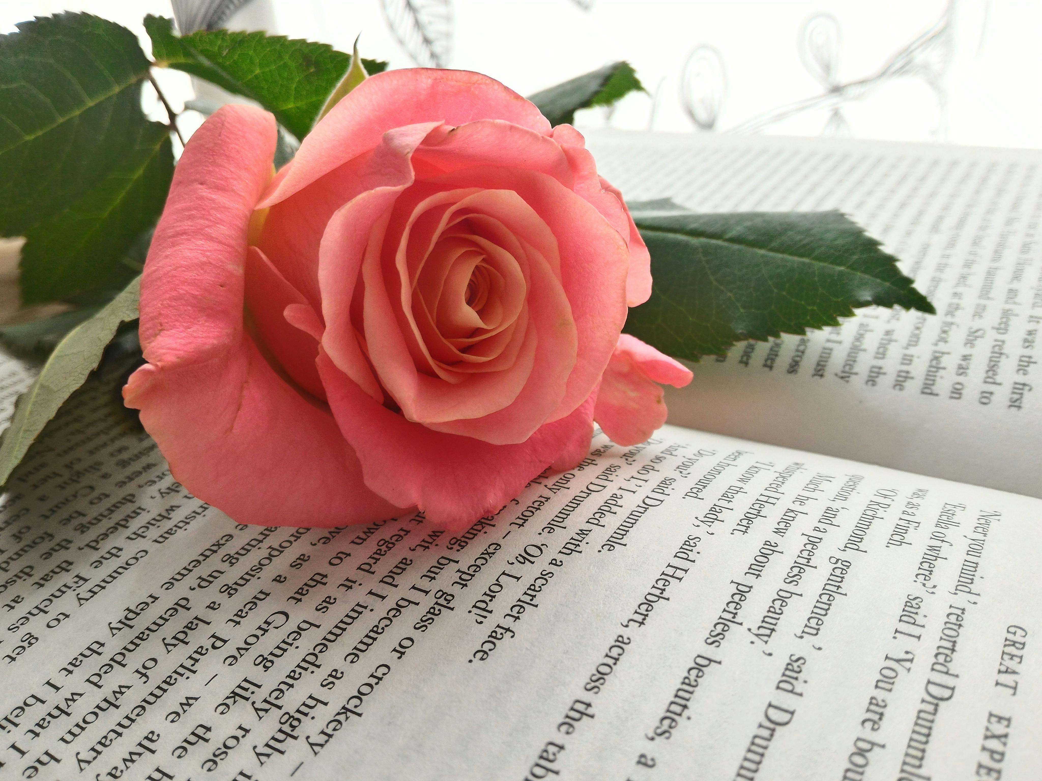 Free stock photo of book, Pink Rose, rose