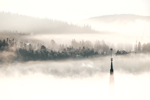 Foto d'estoc gratuïta de arbres, boira, bosc