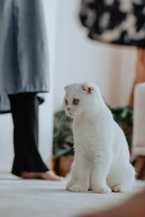 Bezpłatne Darmowe zdjęcie z galerii z dywan, kot, noga Zdjęcie z galerii