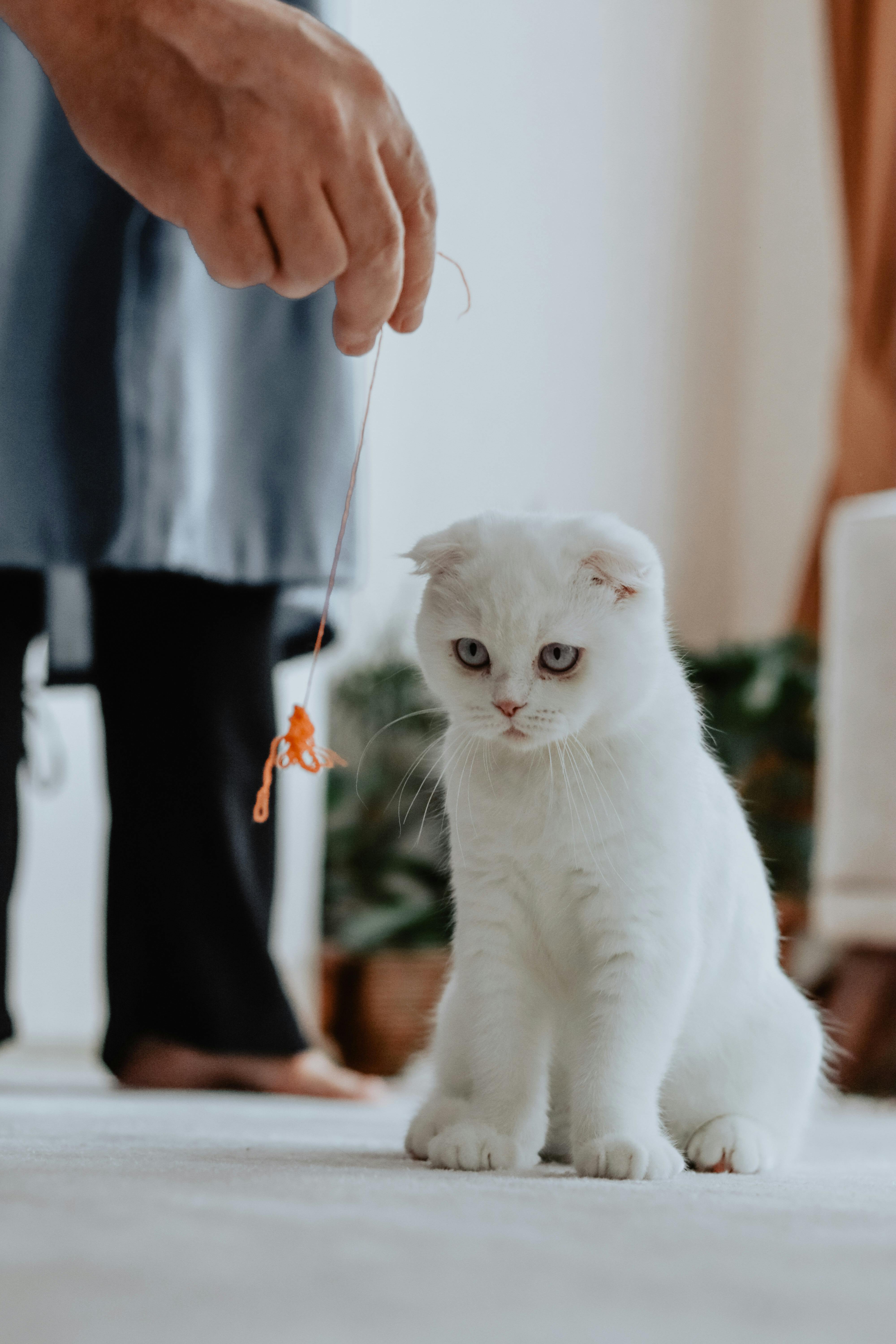 White Cat Staring at a Yarn · Free Stock Photo