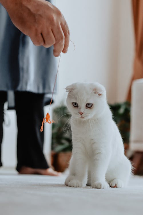 White Cat Staring at a Yarn