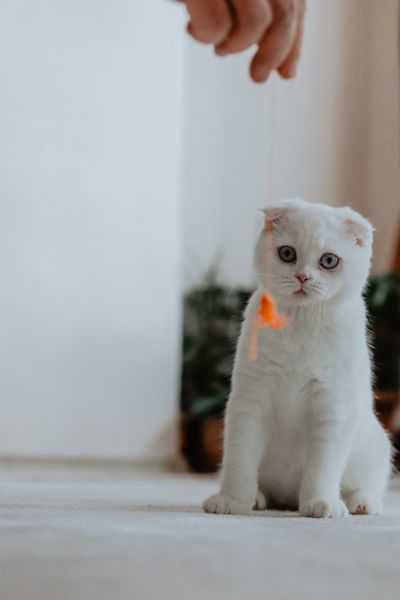 Scottish fold kitten