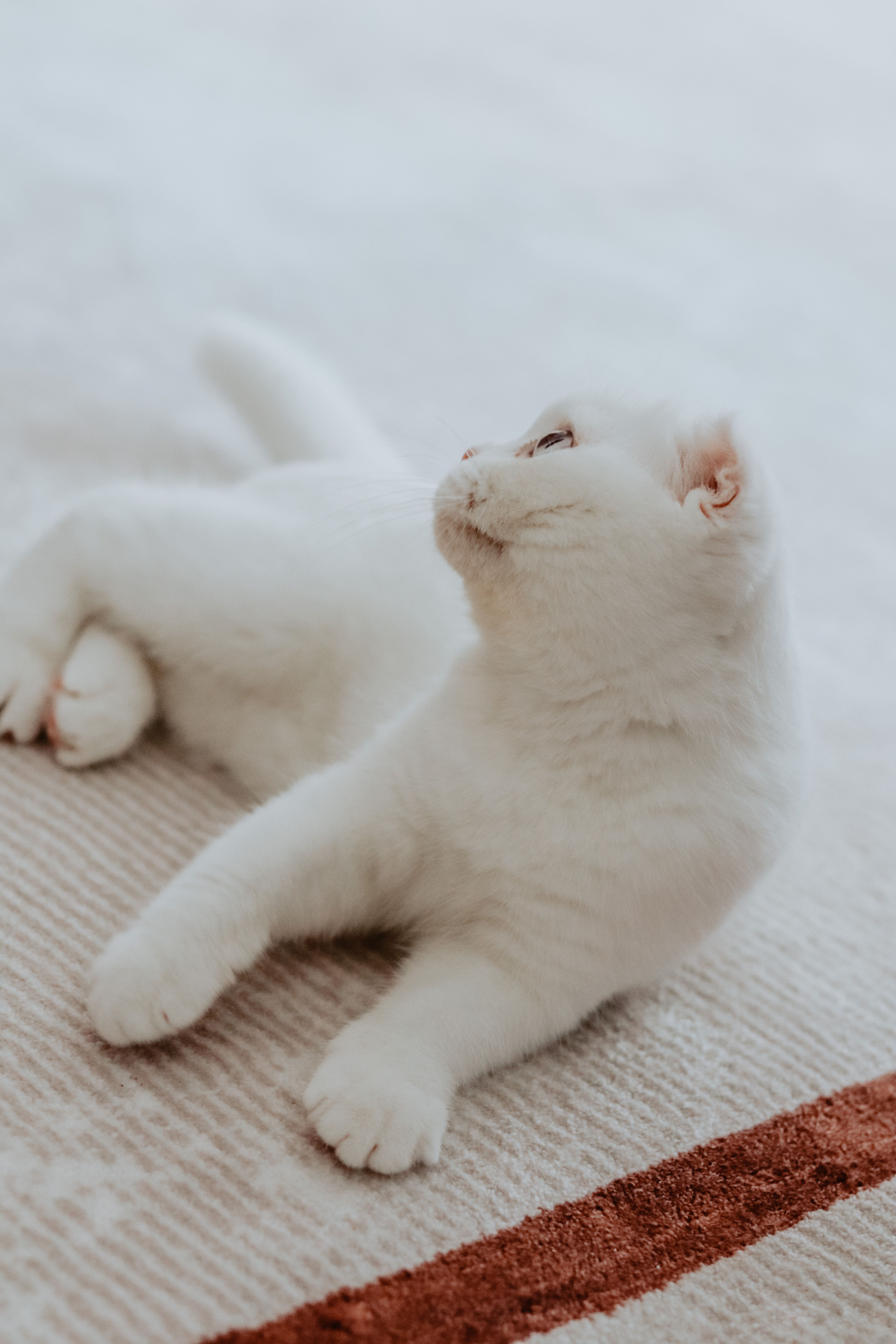 Close-Up Shot of a White Cat · Free Stock Photo