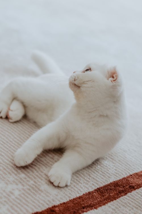 Free Cute white cat lying on a rug, enjoying a peaceful moment indoors. Stock Photo