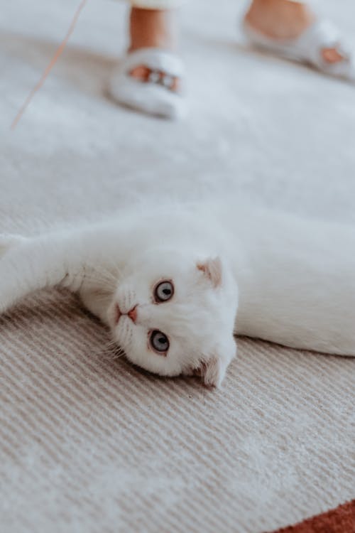 White Cat Lying on on the Floor · Free Stock Photo