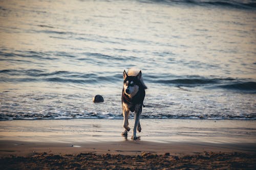 deniz kıyısı, Evcil Hayvan, hayvan içeren Ücretsiz stok fotoğraf