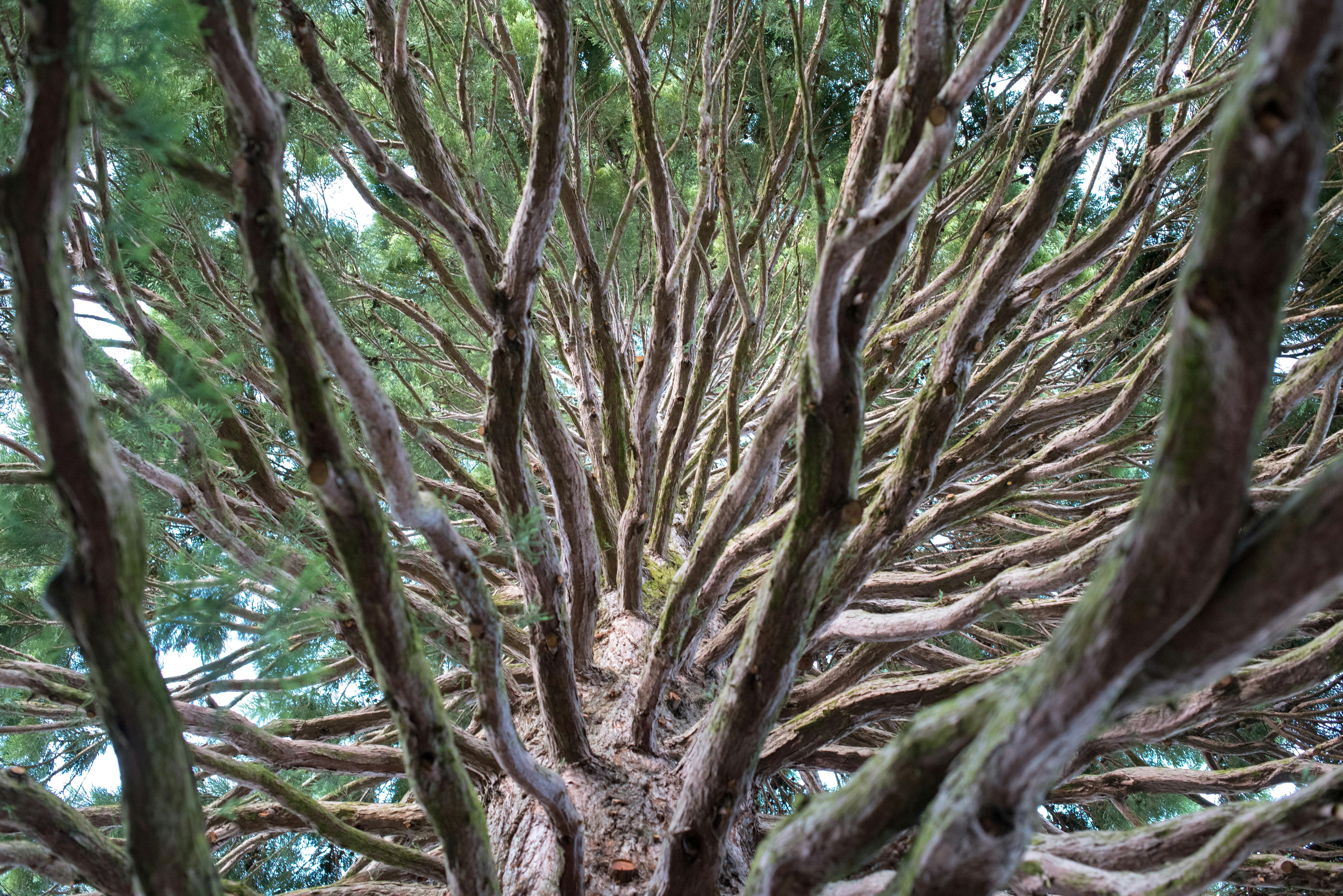 Kostenloses Foto zum Thema Äste, baum, mammutbaum