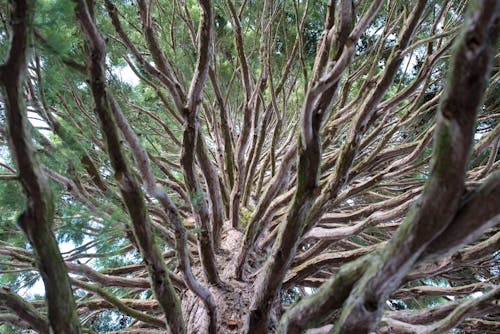 Foto d'estoc gratuïta de arbre, bosc, branques d'arbre