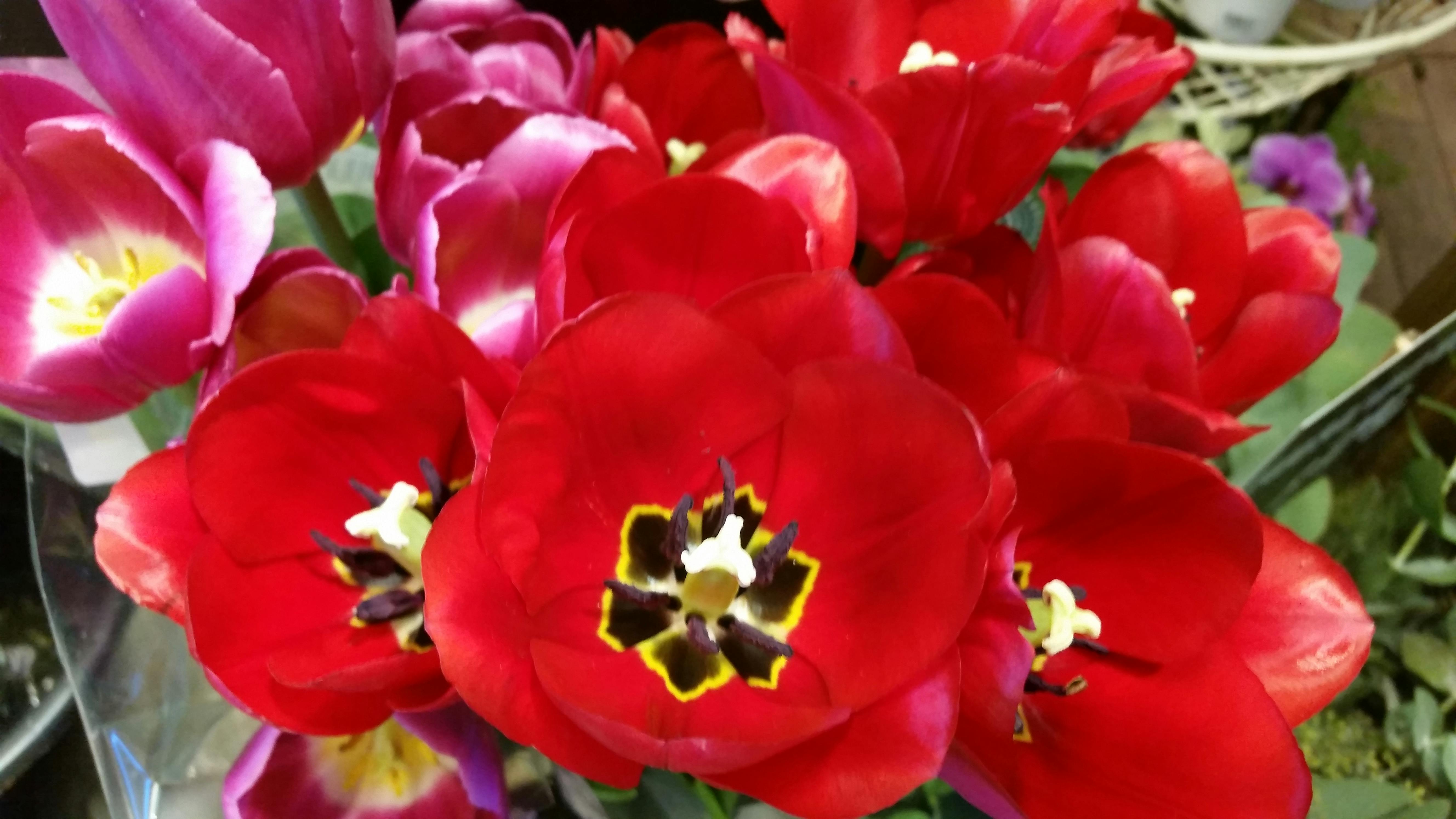 Free stock photo of bloomed summer, red, red tulips