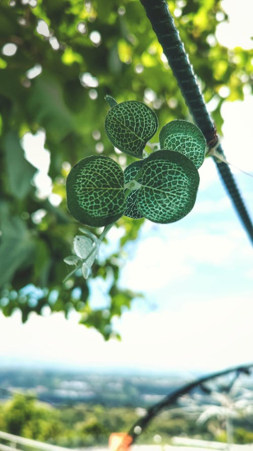 Kostnadsfri bild av blad, grönt löv, natur