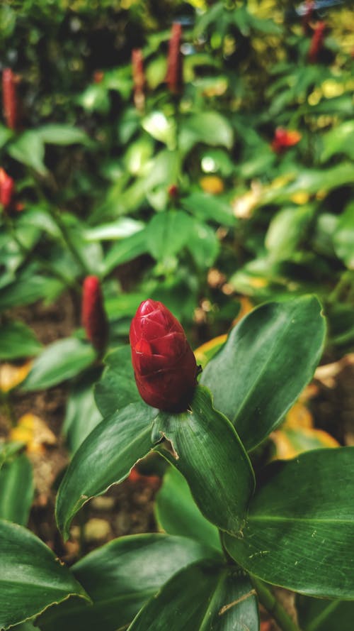 Immagine gratuita di bocciolo, fiore rosso, giardino botanico