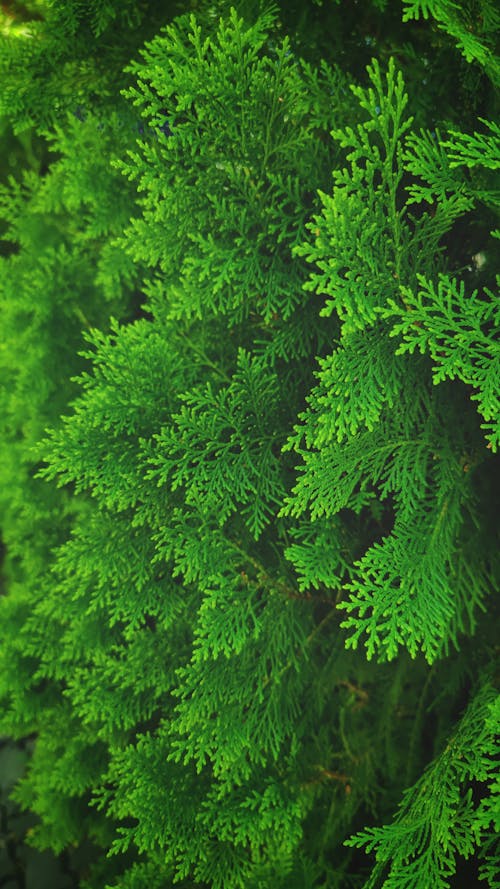 Foto d'estoc gratuïta de arbre de pi, bella naturalesa, color verd
