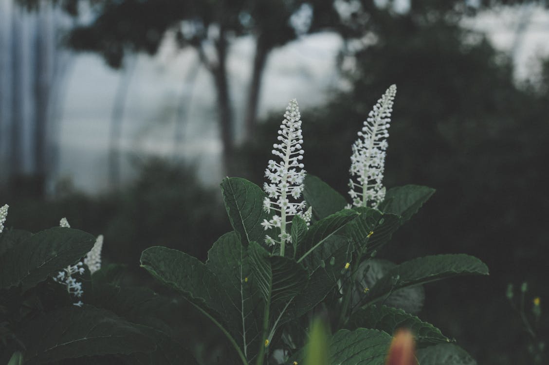 White Cluster Flower